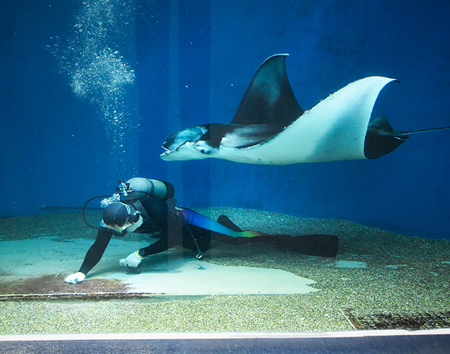 ダイバーとナンヨウマンタ/マクセル アクアパーク品川（東京都/港区）