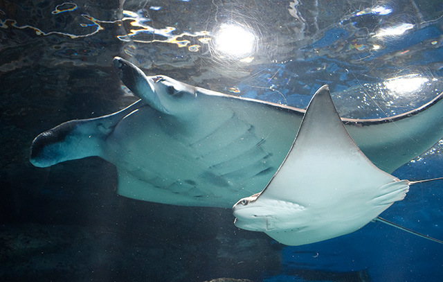 ナンヨウマンタとウシバナトビエイ/マクセル アクアパーク品川（東京都/港区）