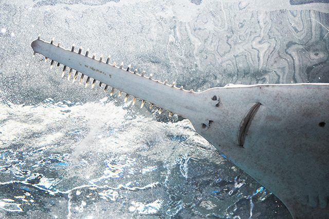 ノコギリエイ/マクセル アクアパーク品川（東京都/港区）