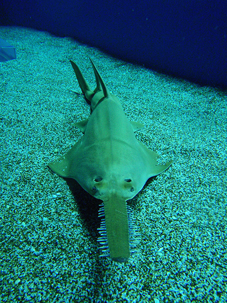 ノコギリエイ/マクセル アクアパーク品川（東京都/港区）