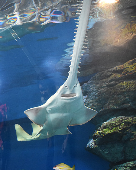 グリーンソーフィッシュ/マクセル アクアパーク品川（東京都/港区）