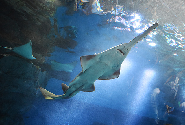 ドワーフソーフィッシュ/マクセル アクアパーク品川（東京都/港区）