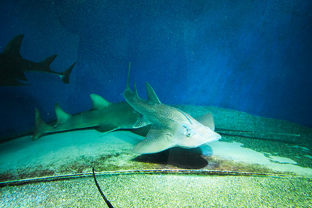 シノノメサカタザメの“表の顔”/マクセル アクアパーク品川（東京都/港区）