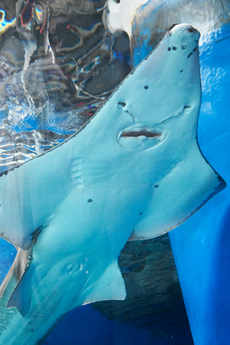トンガリサカタザメ/マクセル アクアパーク品川（東京都/港区）