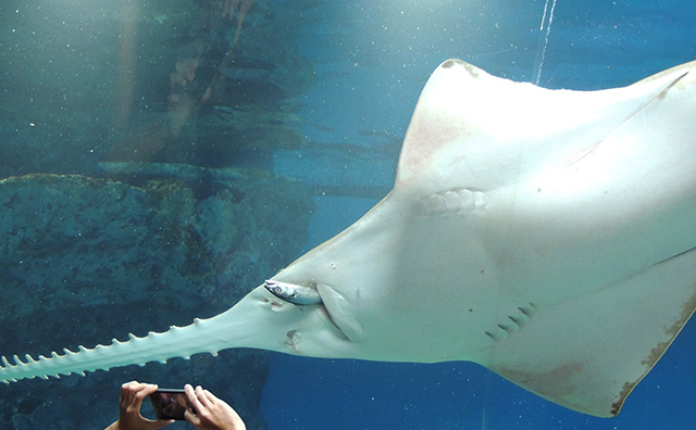 ワンダーチューブのフィーディングタイムの様子/マクセル アクアパーク品川（東京都/港区）