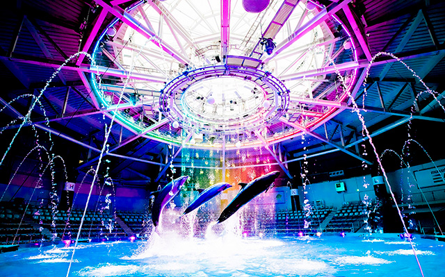 ドルフィンパフォーマンスナイトバージョン/マクセル アクアパーク品川（東京都/港区）