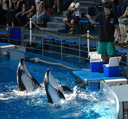 ドルフィンパフォーマンス/マクセル アクアパーク品川（東京都/港区）