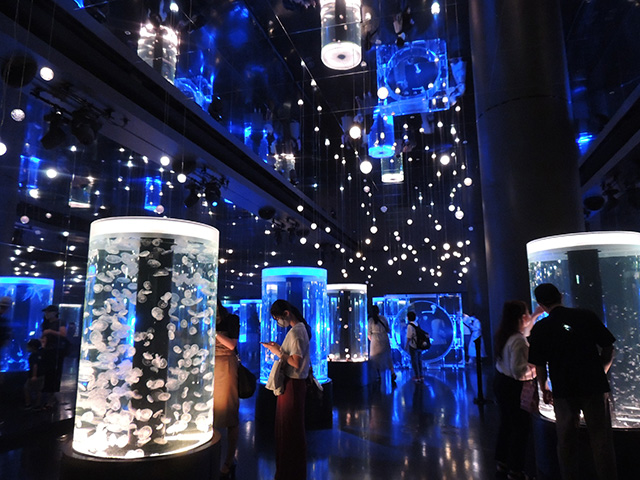 「ジェリーフィッシュランブル」/マクセル アクアパーク品川（東京都/港区）