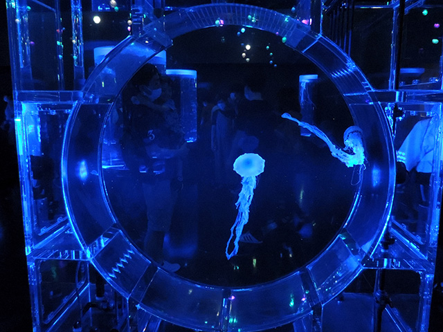 インドネシアシーネットル/マクセル アクアパーク品川（東京都/港区）