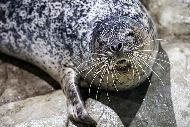 ゴマフアザラシの「ゆうみ」/マクセル アクアパーク品川（東京都/港区）