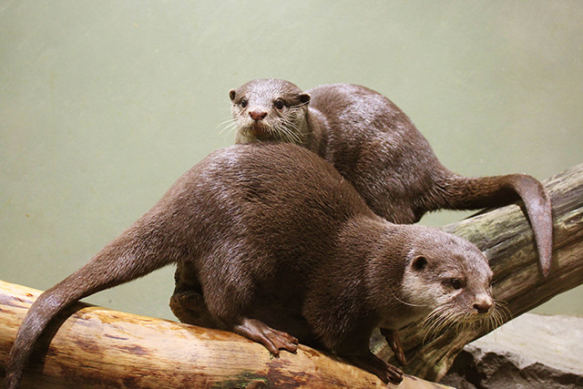 コツメカワウソ/マクセル アクアパーク品川（東京都/港区）