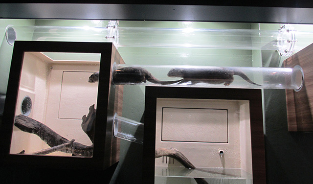 コツメカワウソ/マクセル アクアパーク品川（東京都/港区）