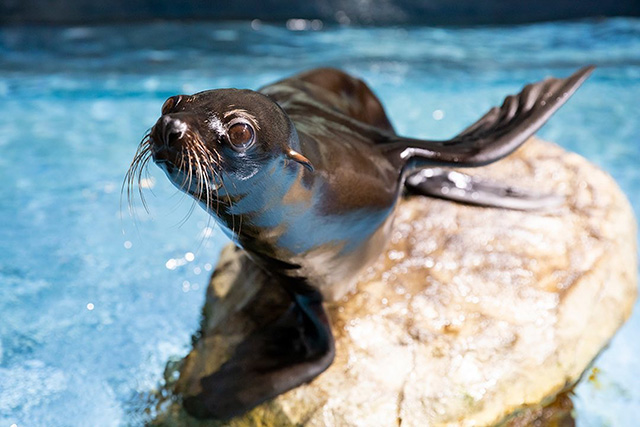 ミナミアメリカオットセイ/マクセル アクアパーク品川（東京都/港区）