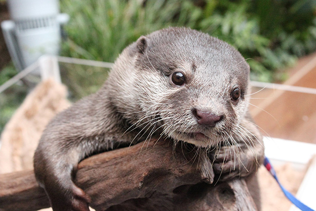 カワウソ/マクセル アクアパーク品川（東京都/港区）