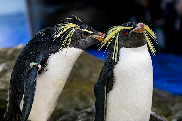 ペンギン/マクセル アクアパーク品川（東京都/港区）