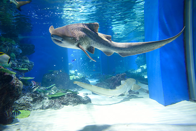 トラフザメ/マクセル アクアパーク品川（東京都/港区）