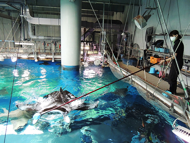 ワンダートークガイド/マクセル アクアパーク品川（東京都/港区）