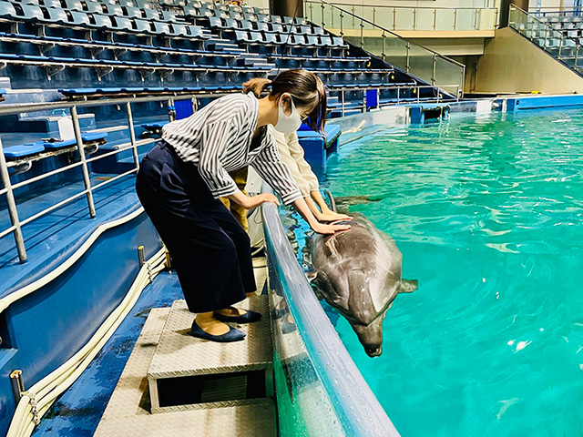 イルカにタッチ/マクセル アクアパーク品川（東京都/港区）