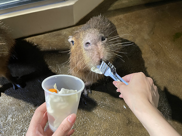 カピバラにごはん/マクセル アクアパーク品川（東京都/港区）