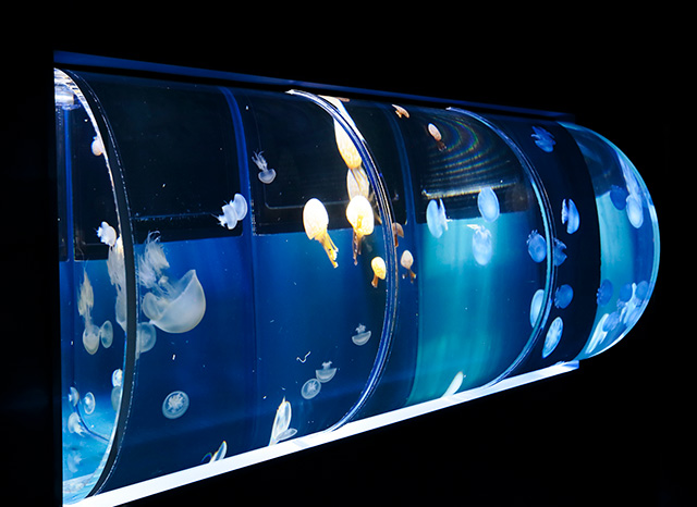 「ドラム型水槽」/すみだ水族館(東京都/墨田区)