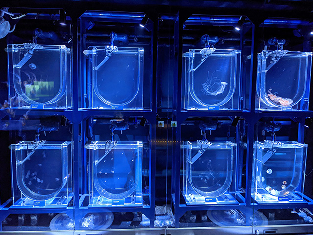 U字型の水槽/すみだ水族館(東京都/墨田区)