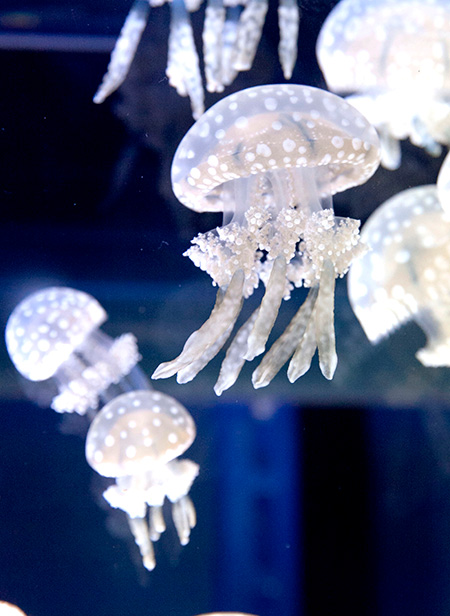 タコクラゲ/すみだ水族館(東京都/墨田区)