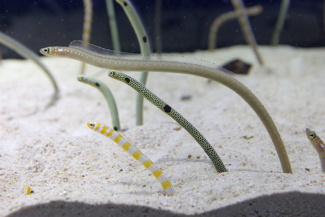 チンアナゴ/すみだ水族館(東京都/墨田区)