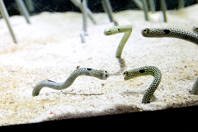 チンアナゴ/すみだ水族館(東京都/墨田区)