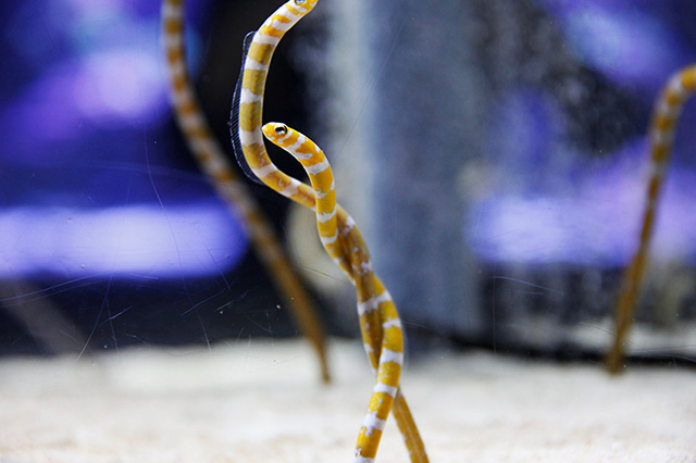 白とオレンジのニシキアナゴ/すみだ水族館(東京都/墨田区)