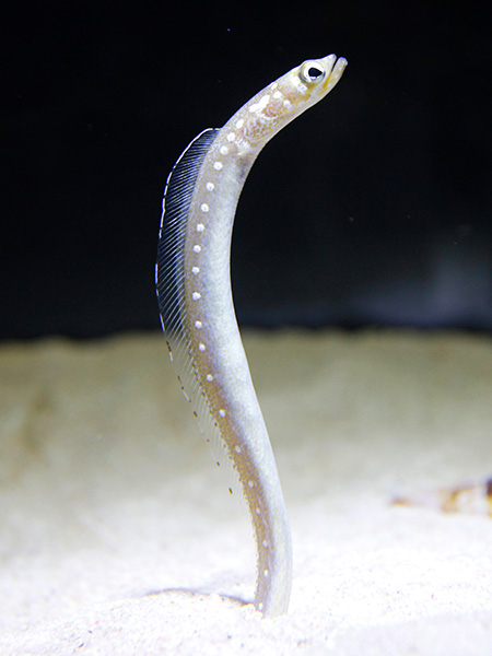 ホワイトスポッテッドガーデンイール/すみだ水族館(東京都/墨田区)