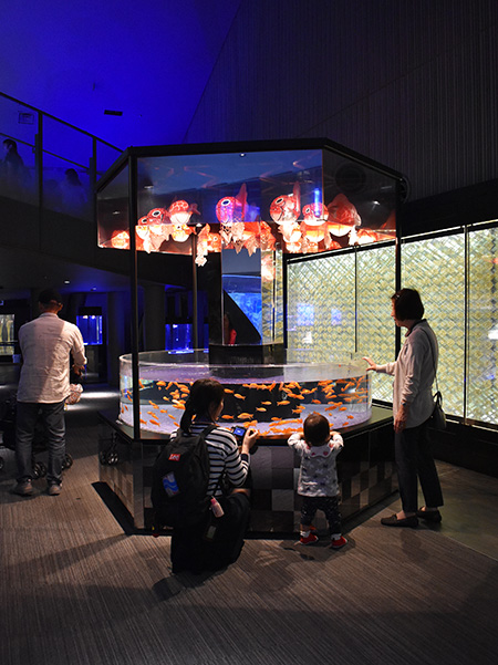 和を感じる展示エリア「江戸リウム」/すみだ水族館(東京都/墨田区)