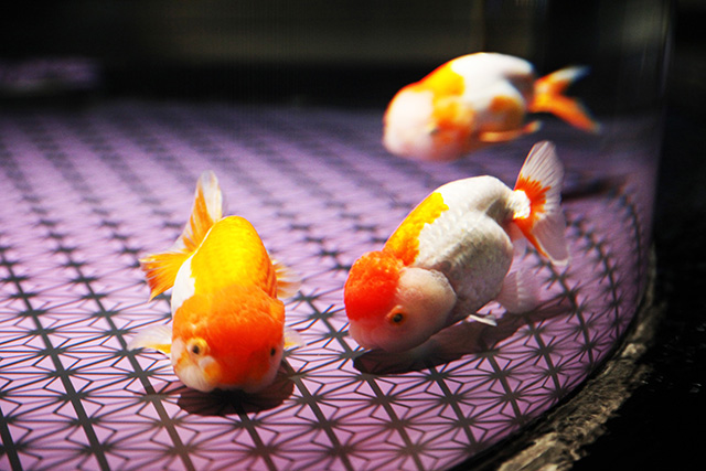 ランチュウ/すみだ水族館(東京都/墨田区)