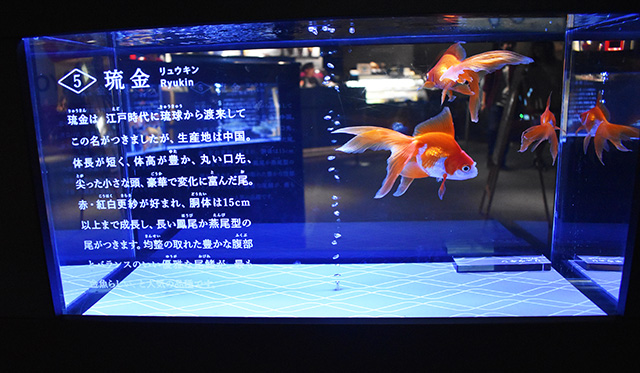 金魚らしい金魚のリュウキン/すみだ水族館(東京都/墨田区)