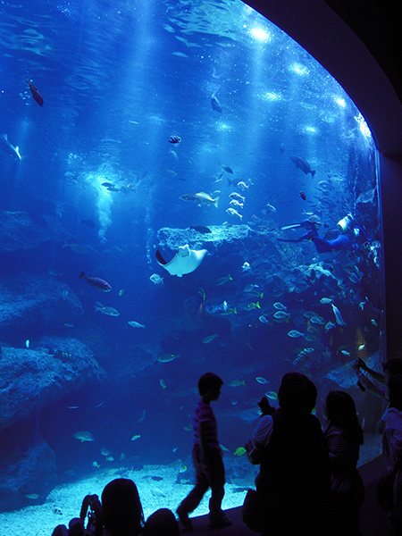 小笠原の海の色の特徴を再現している大水槽/すみだ水族館(東京都/墨田区)