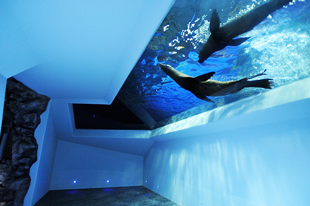 オットセイが泳ぐ様子/すみだ水族館(東京都/墨田区)