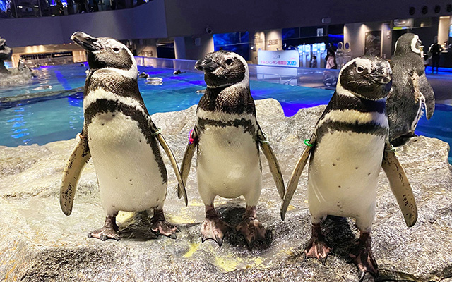 マゼランペンギン/すみだ水族館(東京都/墨田区)