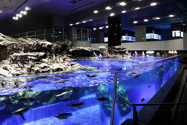 ペンギンの水槽/すみだ水族館(東京都/墨田区)