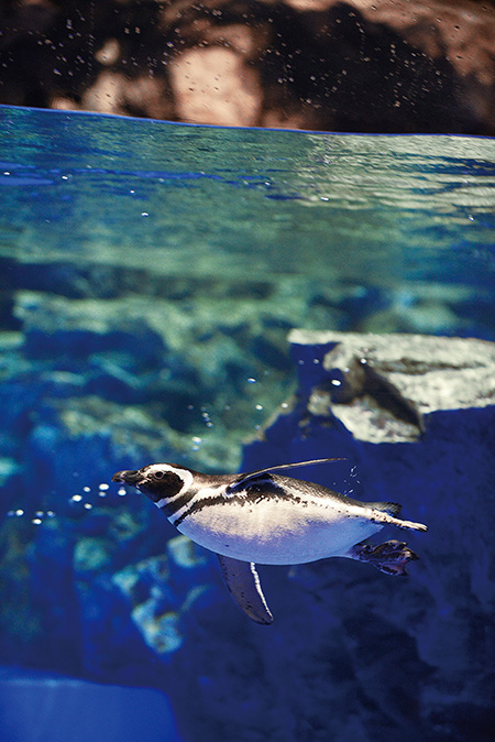 泳ぐペンギン/すみだ水族館(東京都/墨田区)