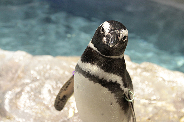ペンギンの「わっしょい」/すみだ水族館(東京都/墨田区)