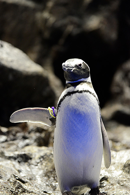 ペンギンの「アジサイ」/すみだ水族館(東京都/墨田区)