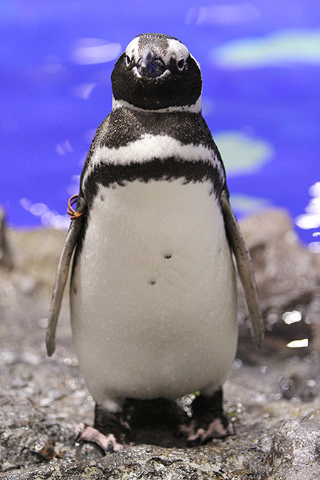 ペンギンの「マロン」/すみだ水族館(東京都/墨田区)