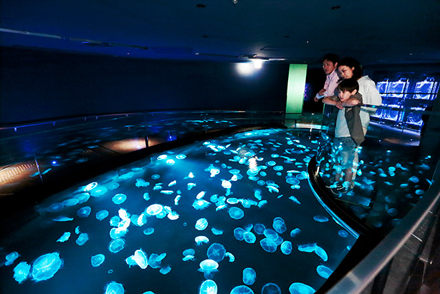 ミズクラゲがいる「ビッグシャーレ」/すみだ水族館(東京都/墨田区)