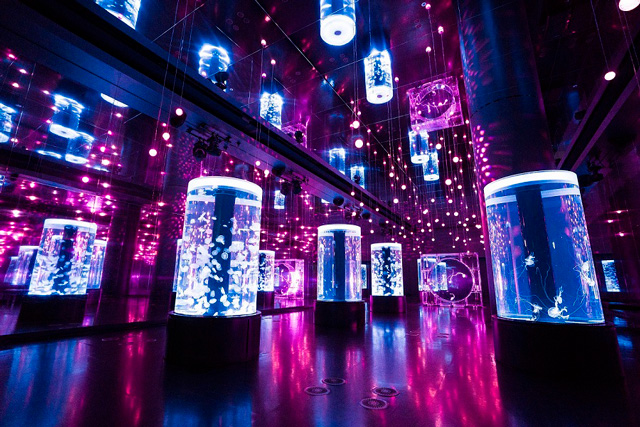 Jellyfish Ramble(ジェリーフィッシュランブル)/NAKED SAKURA AQUARIUM/マクセル アクアパーク品川(東京都/港区)