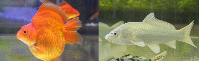 和の色彩が美しい鯉や金魚/NAKED SAKURA AQUARIUM/マクセル アクアパーク品川(東京都/港区)