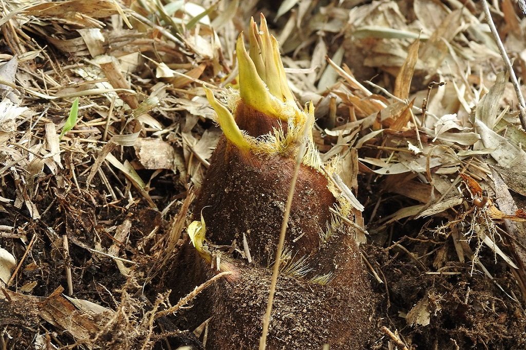 関西でタケノコ掘りを体験できる農園！バーベキューやすき焼きも（大阪・兵庫ほか）