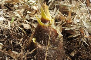 関西でタケノコ掘りを体験できる農園！バーベキューやすき焼きも（大阪・兵庫ほか）