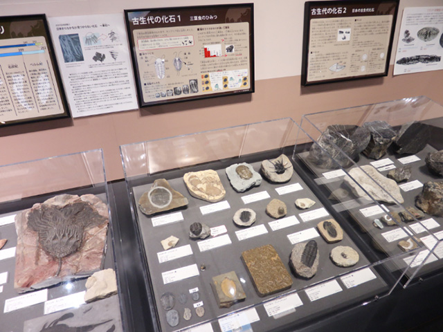 化石や岩石や鉱物、結晶の標本展示/多摩六都科学館（東京都/西東京市）