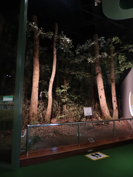 自然の部屋「武蔵野の雑木林を再現したジオラマ」/多摩六都科学館（東京都/西東京市）
