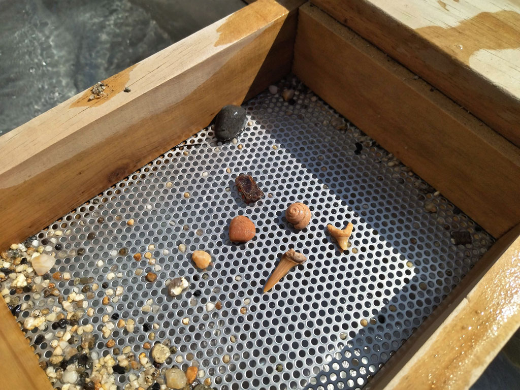 「化石さがし」600円／ダイナソーアドベンチャーツアー in 東京ベイ幕張（千葉県）