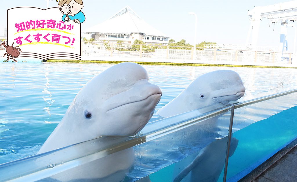 横浜・八景島シーパラダイス（神奈川県）の4水族館にさまざまな好奇心 